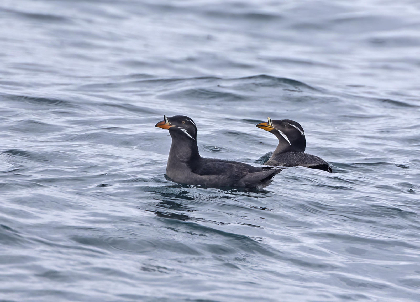 image Rhinoceros Auklet